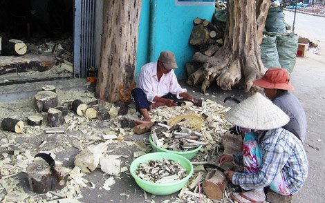 Chế tác cây dó bầu tại làng nghề Tiên Phước