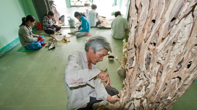 Ông Hai Tình, 51 tuổi, đang ngồi xoi, xỉa một cây cảnh trầm có giá 200 triệu đồng