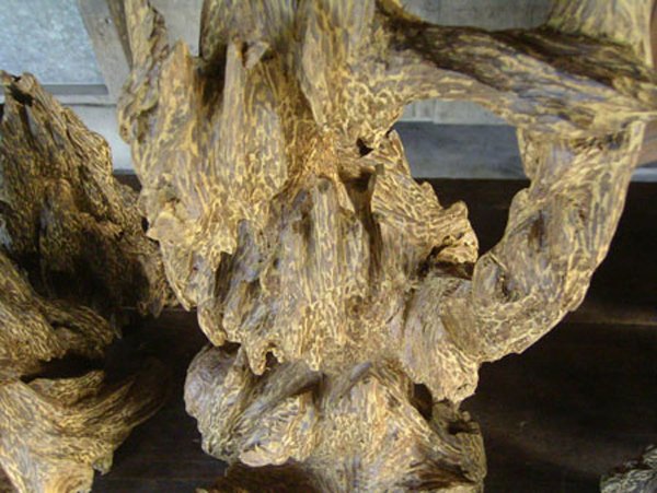 Một cục trầm hương được phu trầm Đại Lộc tìm thấy ở rừng núi Gia Lai.
