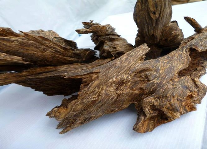 Miếng gỗ trầm hương tự nhiên