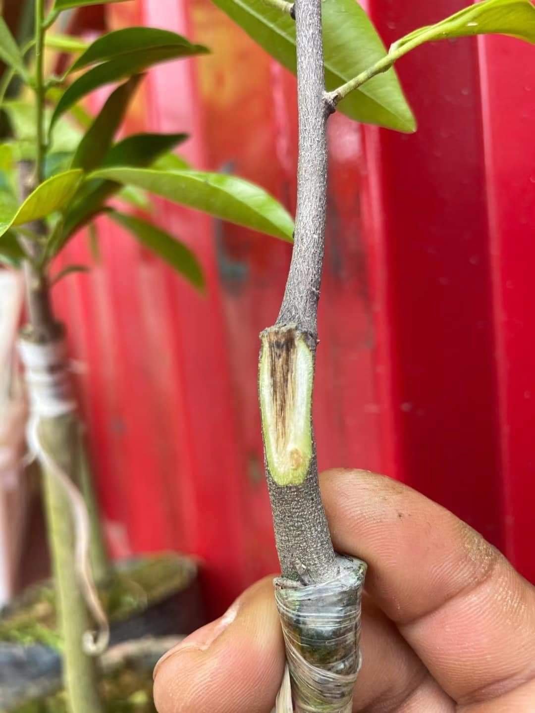 Cây kỳ nam con - kỳ Hải Nam được chiết ghép từ cây mẹ