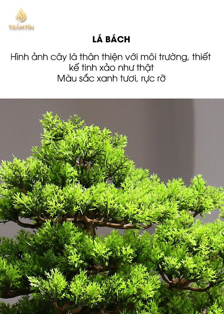 cây bonsai cảnh lá bách làm thác khói