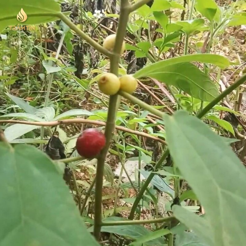 Cây Hoàng Kỳ Nam có tác dụng gì? 