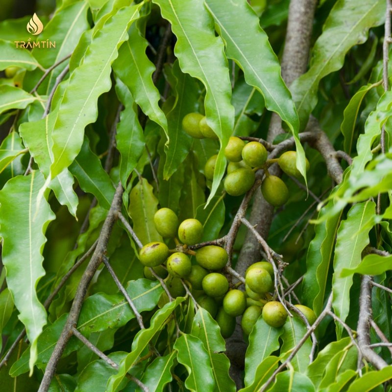 Rễ cây Hoàng Kỳ Nam