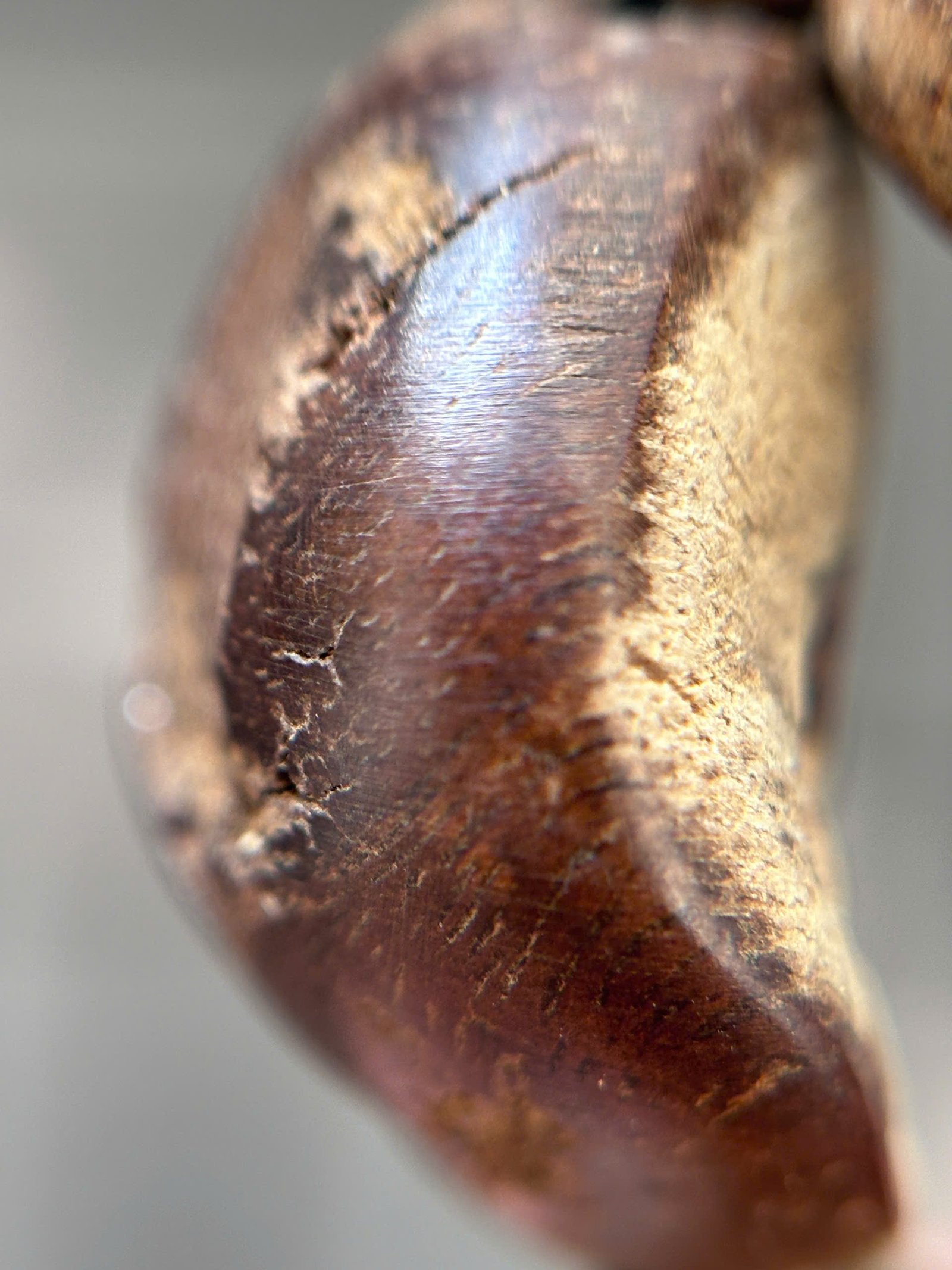 Vong_tram_huong_mat_tu_ruc_chim_Isabel_Phillip_15,16g_13 Trầm hương rục chìm nước mắt tử Phillip